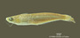 Auchenipterus brevior FMNH 53249 holo lat